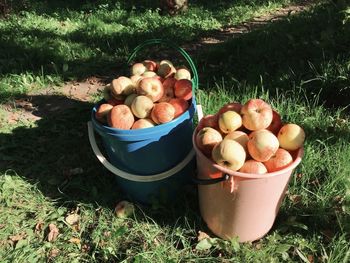 Various fruits in container on field