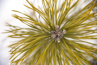 Close-up of flower
