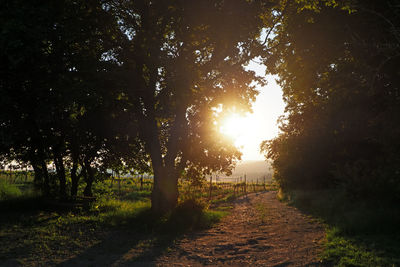 Footpath amidst trees on field against sky