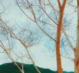 Low angle view of bare tree against sky