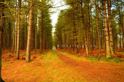 Road amidst trees in forest during autumn