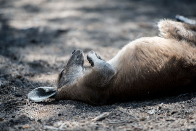 Mammal sleeping while lying on land