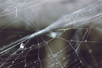 Close-up of spider on web