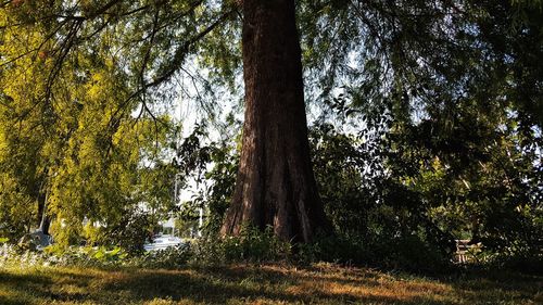 Low angle view of trees in forest