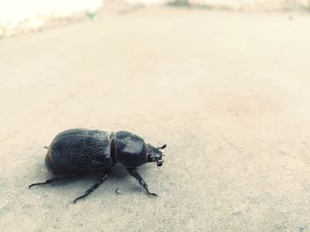 Close-up of snail