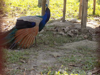 View of peacock on field