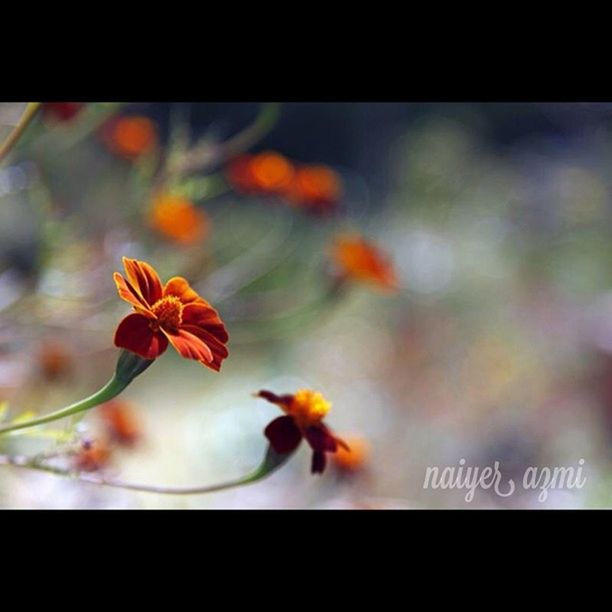 transfer print, focus on foreground, flower, close-up, growth, auto post production filter, yellow, fragility, freshness, nature, beauty in nature, orange color, plant, selective focus, petal, day, outdoors, no people, stem, leaf