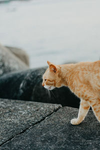 Close-up of a cat on footpath