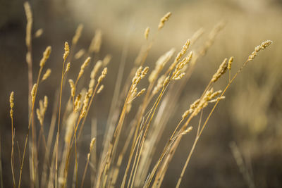 Close-up of wheat growing on field