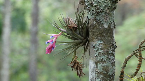 Close-up of plant against tree trunk