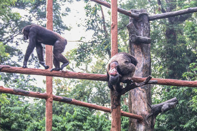 Low angle view of monkey on tree in forest