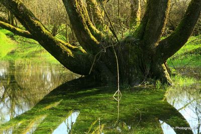 Trees growing in water