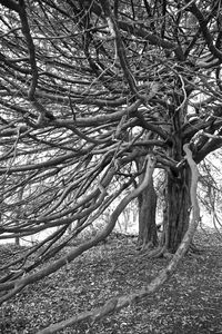 Bare tree in forest