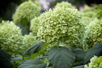 Close-up of hydrangea plant