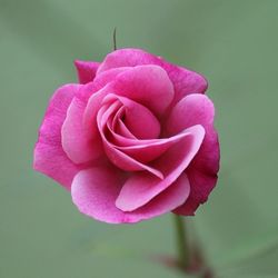 Close-up of pink rose