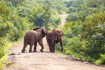 Full length of elephants fighting on road in forest