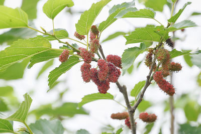 Close-up of red flowering plant