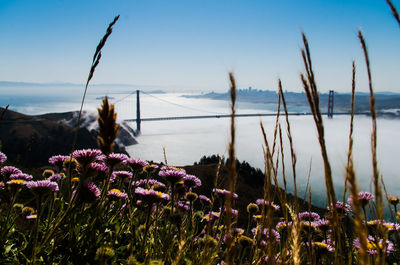 Wildflowers blooming on field with golden gate bridge in background