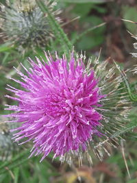 Close-up of purple thistle flower