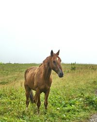 Horse on land against clear sky