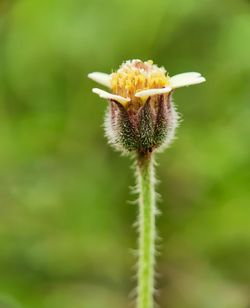 Close-up of flower on plant