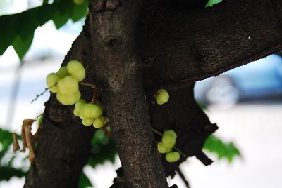 Close-up of fruit growing on tree