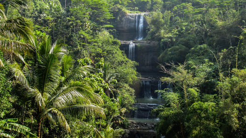 Scenic view of waterfall in forest