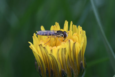 Close-up of honey bee on yellow flower