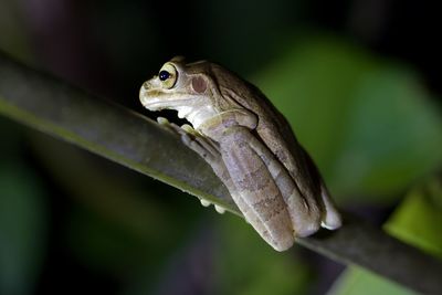 Close-up of frog on leaf