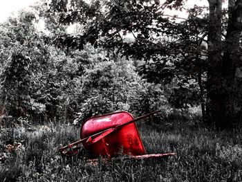 Trees growing on field