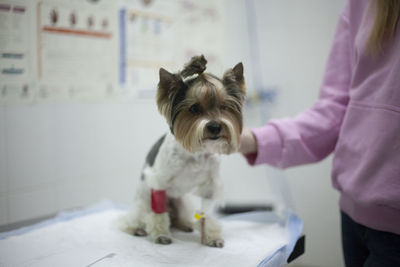 Dog at the vet. a dropper for an animal. pet treatment. cute doggie of a small breed fell ill. 
