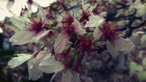 Close-up of pink flowers