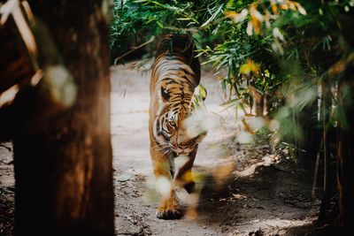 View of a cat in forest