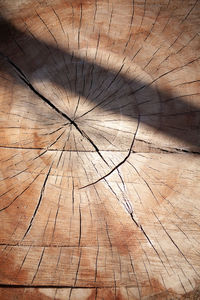 Full frame shot of tree stump