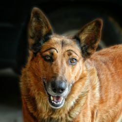 Close-up portrait of a dog