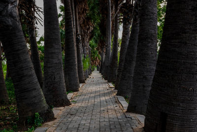 Sugar palm tunnel in nakhon ratchasima, thailand