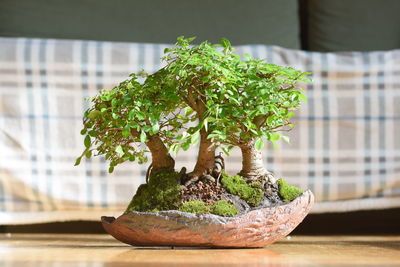 Close-up of potted plant on table