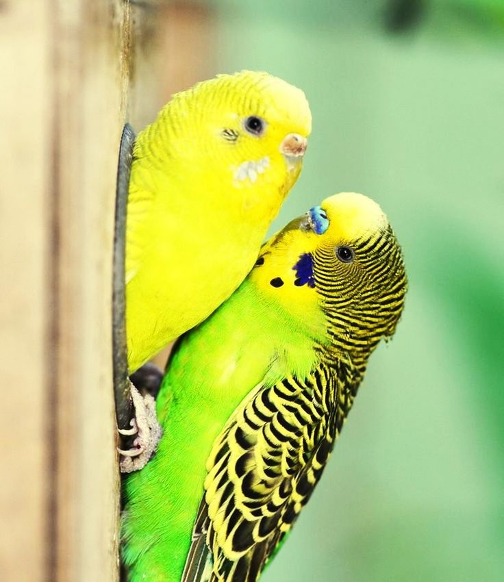 animal themes, animal, parrot, bird, vertebrate, parakeet, animal wildlife, group of animals, close-up, animals in the wild, budgerigar, yellow, green color, no people, focus on foreground, two animals, day, perching, outdoors, selective focus