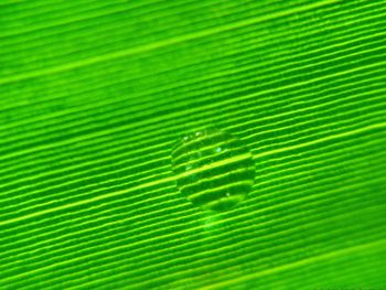 Full frame shot of palm leaf
