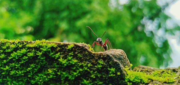 Close-up of insect on rock