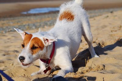 View of a dog on beach