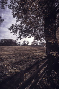 Trees on field against sky