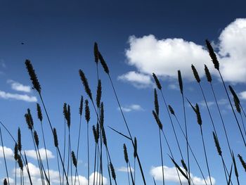 Low angle view of stalks against blue sky