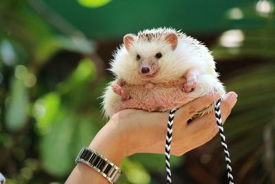 Close up of hand holding cute young hedgehog with green leaves background. animal concept.