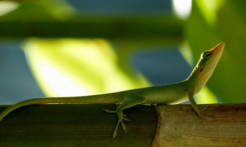 Close-up of lizard on leaf