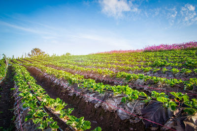 Scenic view of agricultural field against sky