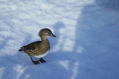 Close-up of bird on snow during winter