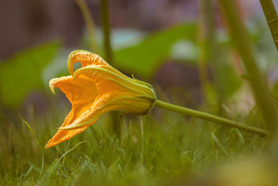 Close-up of yellow flower on field