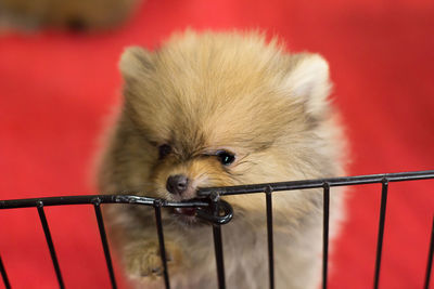 Close-up of a dog looking away