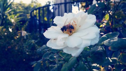 Close-up of white flower growing on plant